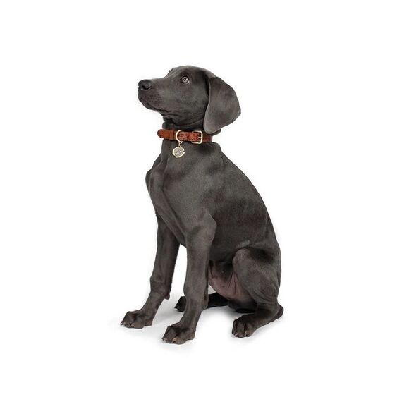 Patricia Nash Pet Collar Extra Small NWT - Picture 2 of 5